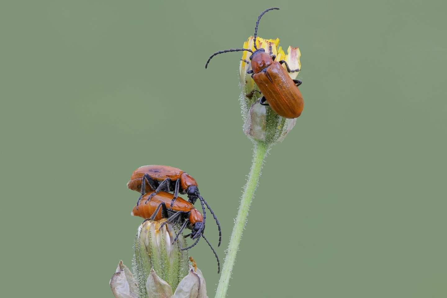 Chrysomelidae - Exosoma lusitanicum